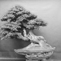 85 Bonsai
